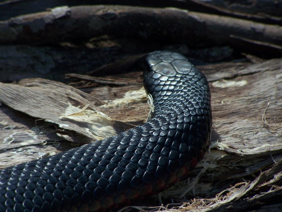 red belly black snake